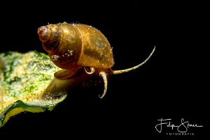 Faucet snail (Bithynia tentaculata), Pond of Ekeren, Belg... by Filip Staes 